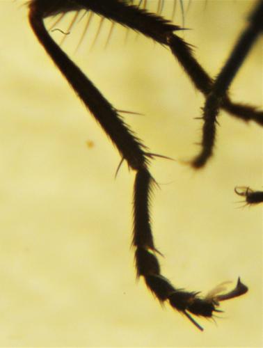 Azelia monodactyla